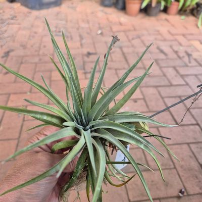 Tillandsia Playiotopica Tillandsia Playiotopica