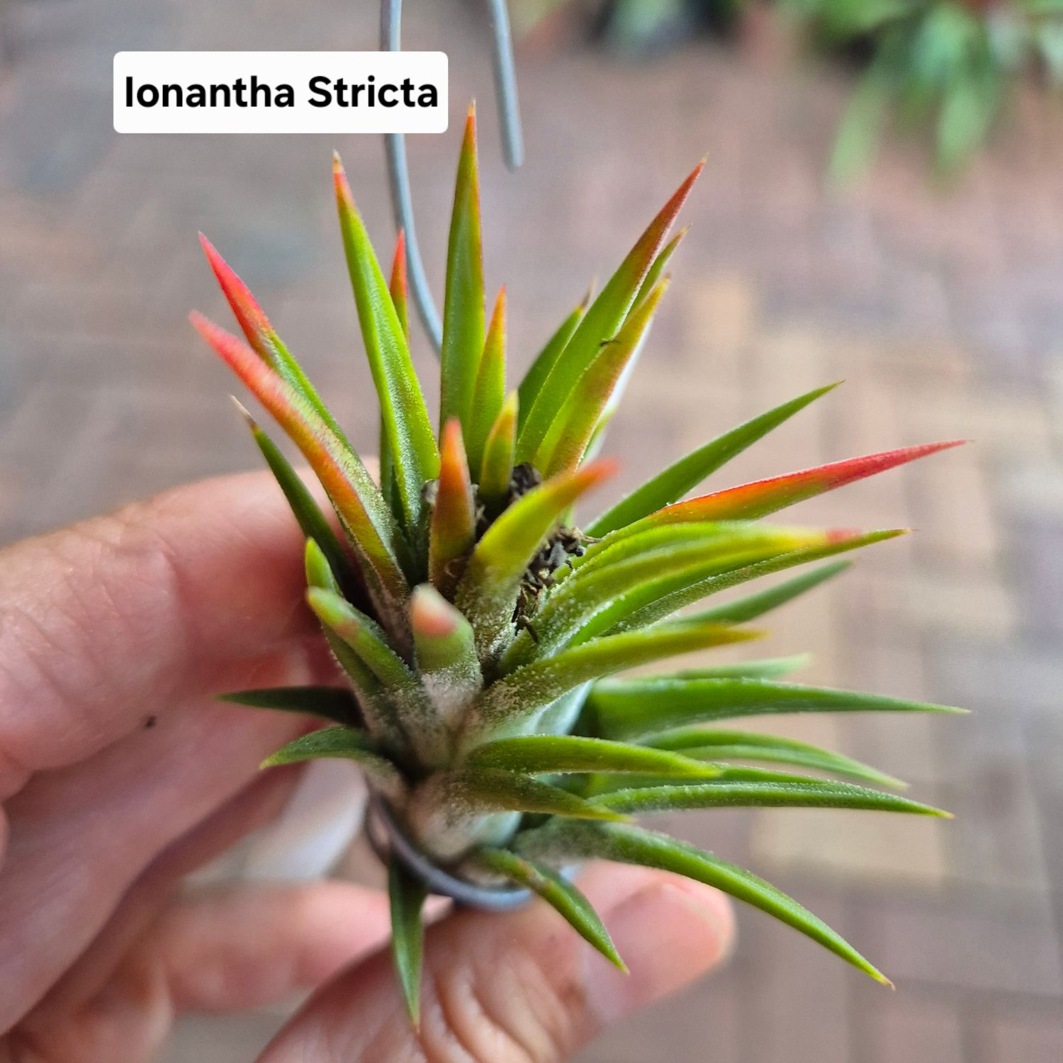 Tillandsia Ionantha stricta Tillandsia Ionantha stricta