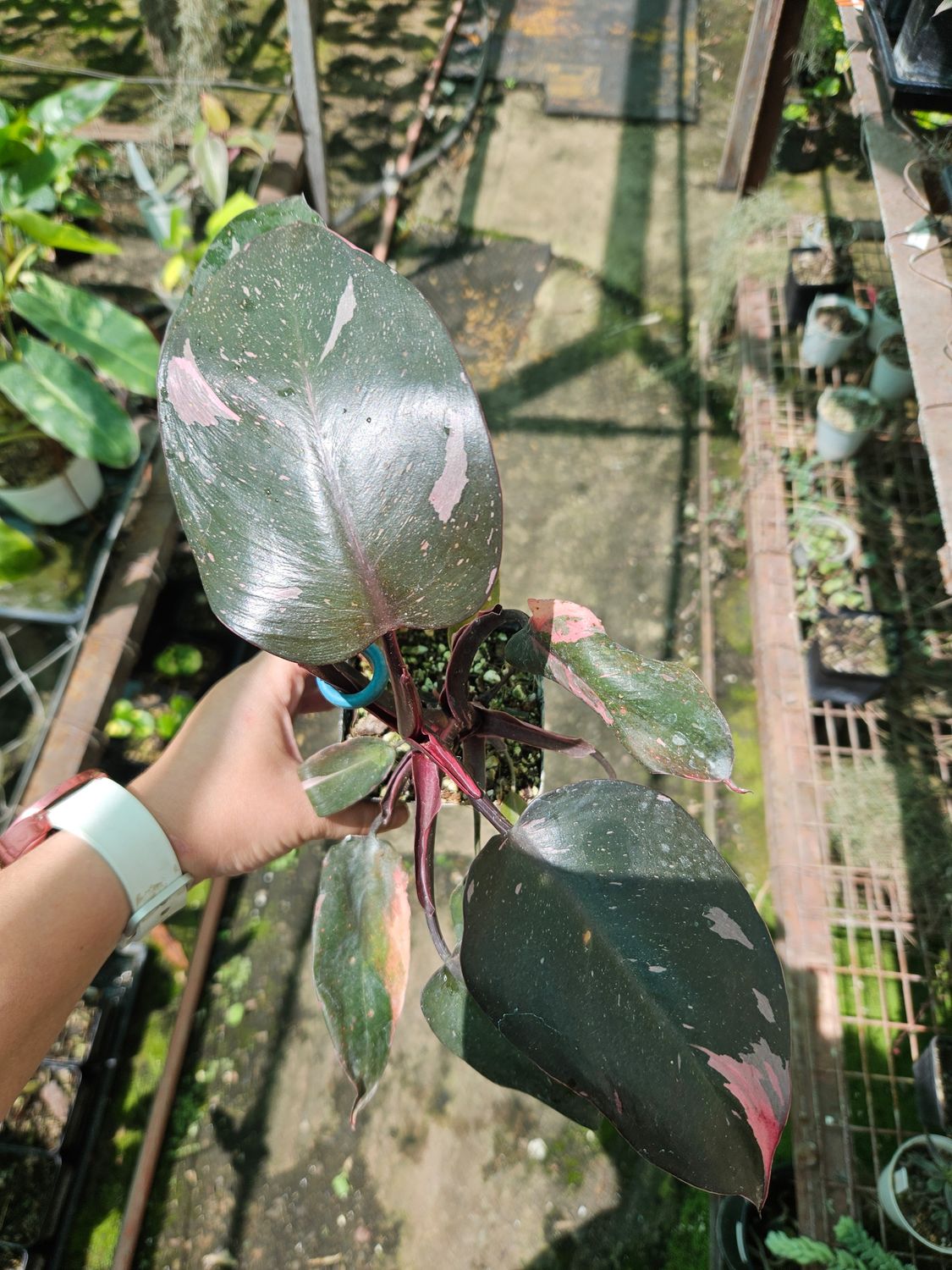 Philodendron Pink Princess Philodendron Pink Princess