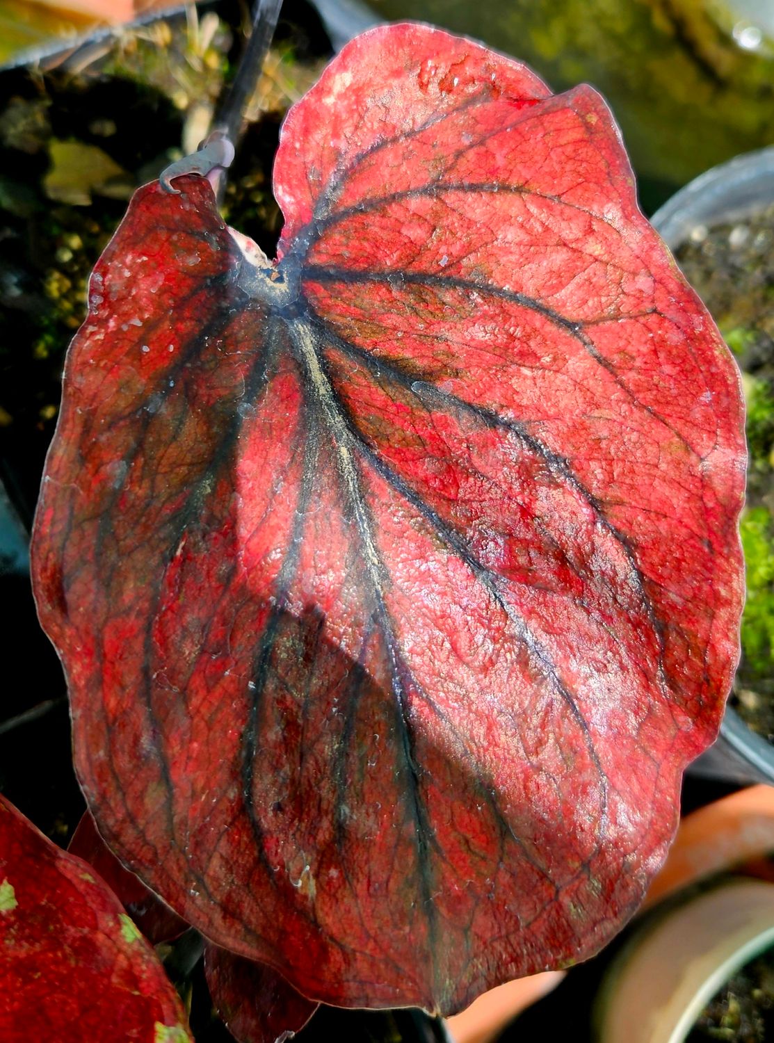 Caladium Red, Black Vein Thai Caladium Red, Black Vein Thai