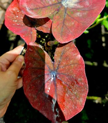 Caladium Maroon Brown Thai Caladium Maroon Brown Thai