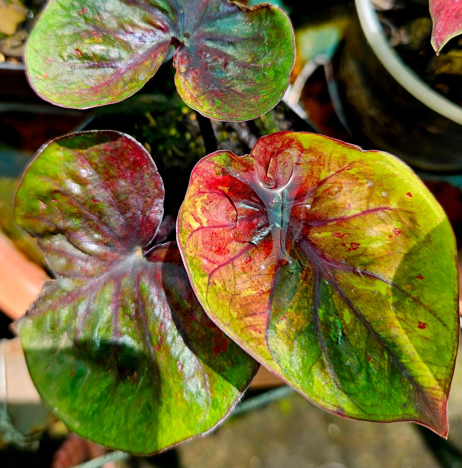 Caladium Thai Hybrid A