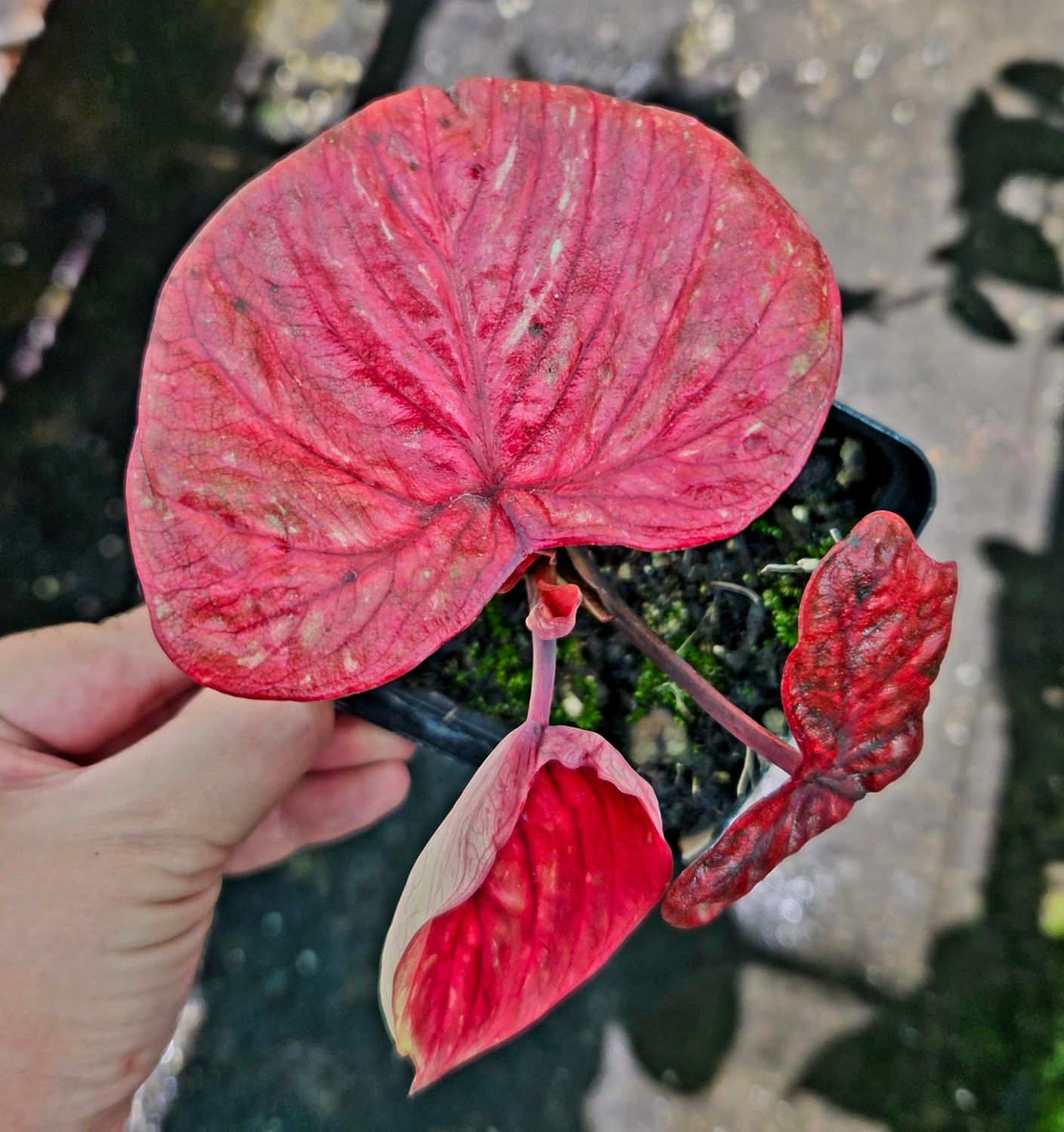 Caladium Red Blush Thai