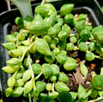 Teardrops Variegated Teardrops Variegated