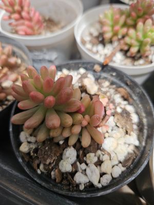 Jelly Beans Pink Jelly Beans Pink