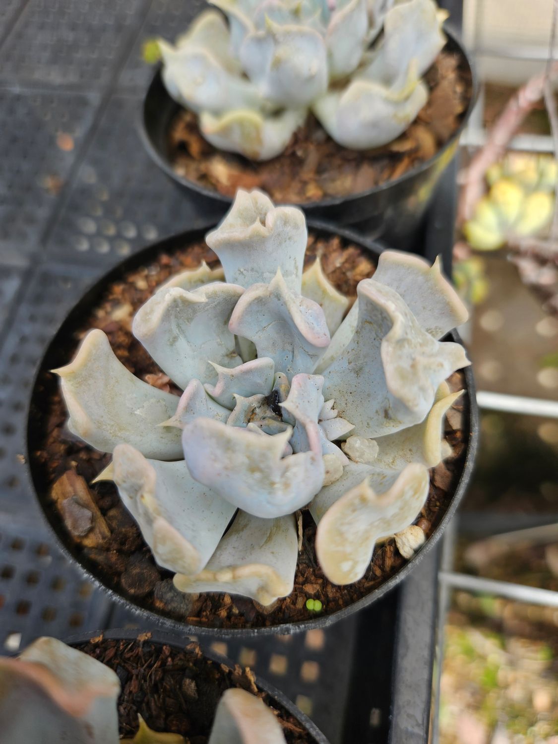 Echeveria Thriller Pearl small Echeveria Thriller Pearl small