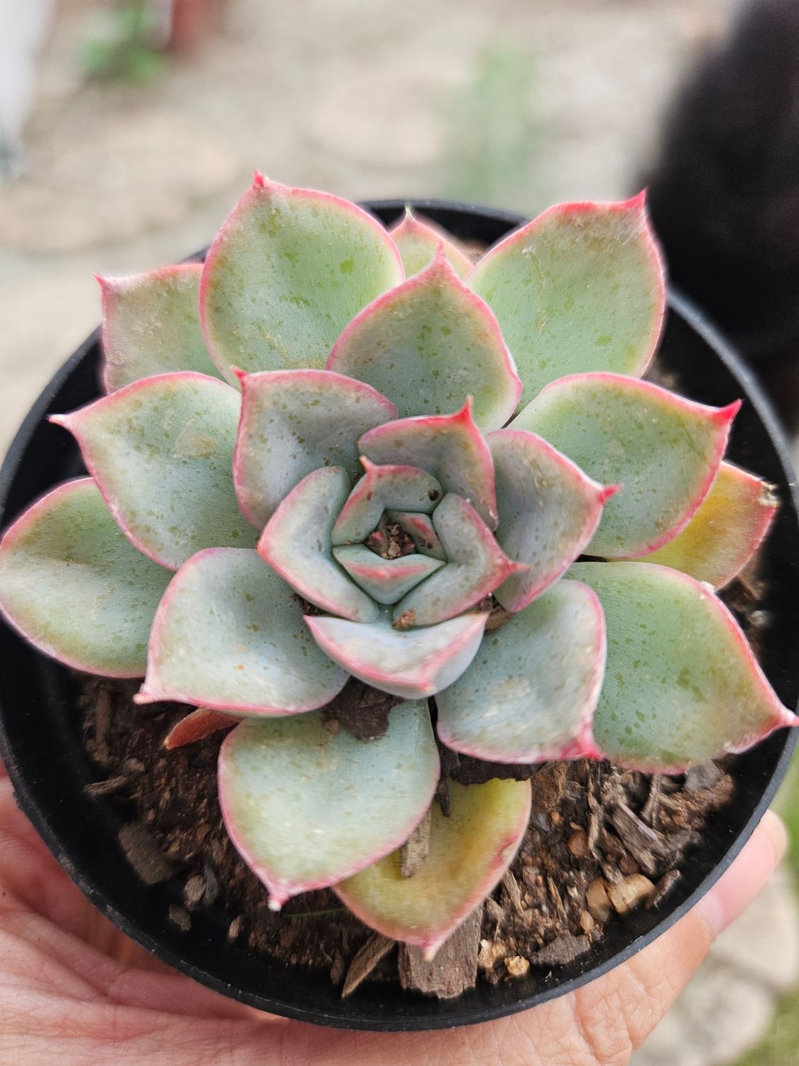 Echeveria Hercules Echeveria Hercules