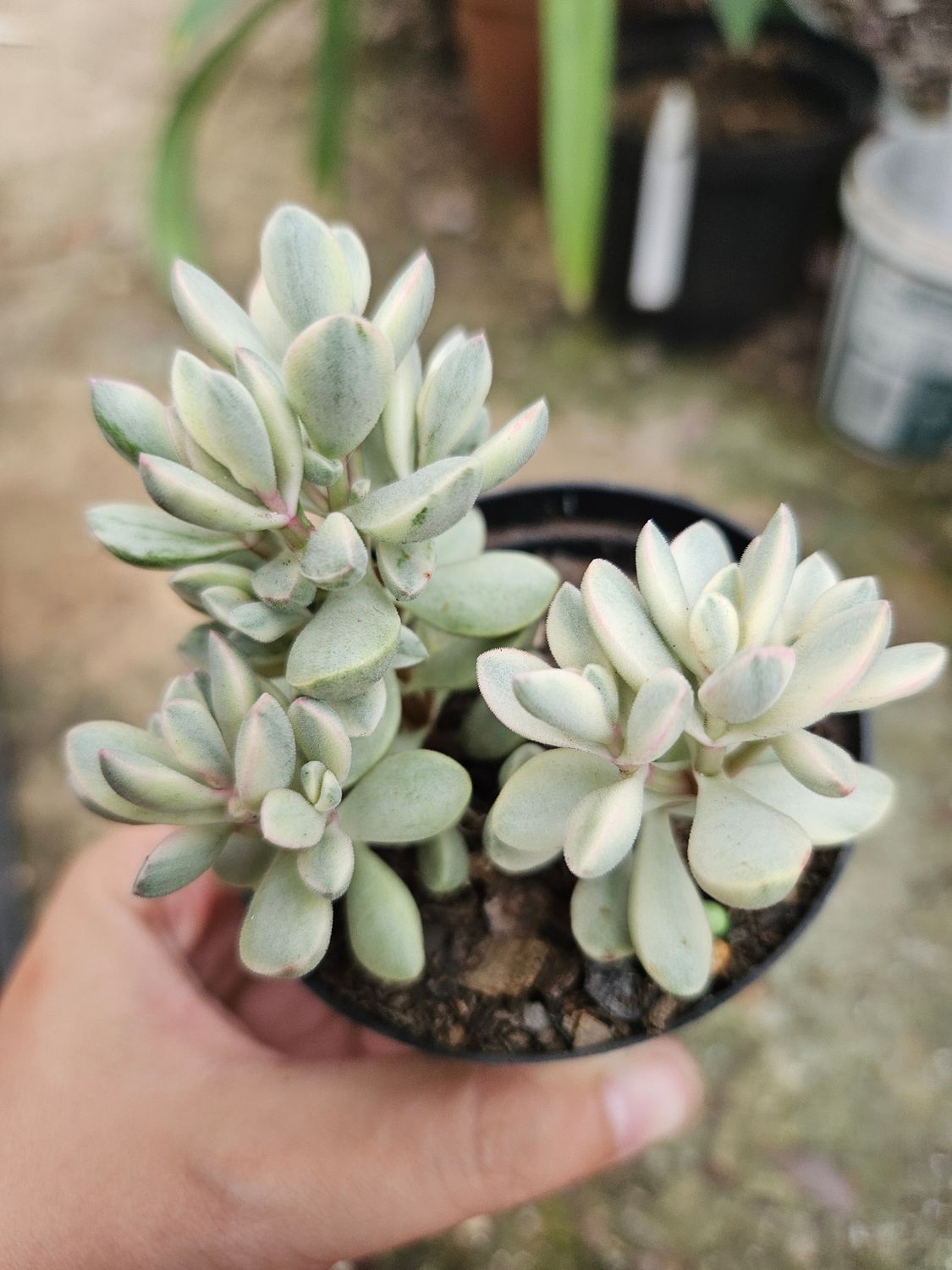 Crassula Rogersii Variegated Crassula Rogersii Variegated