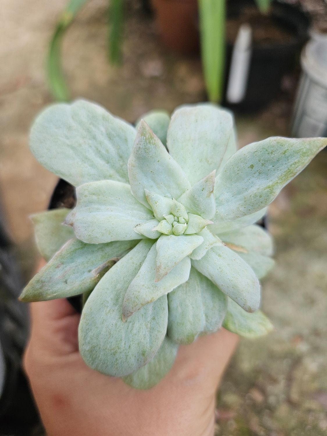 Eceheveria Harry Watson Mutated Eceheveria Harry Watson Mutated