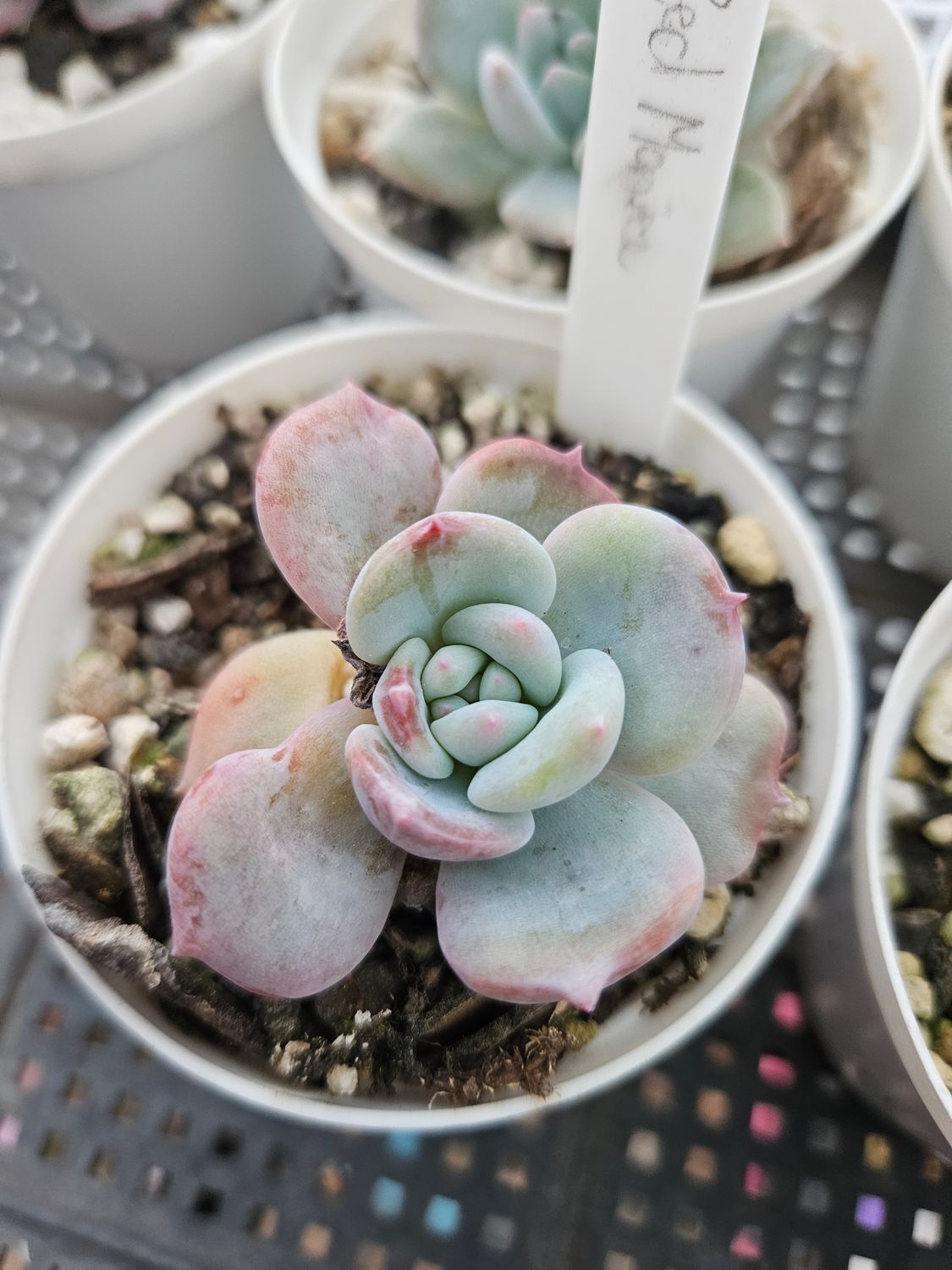 Echeveria Red Monroe Echeveria Red Monroe