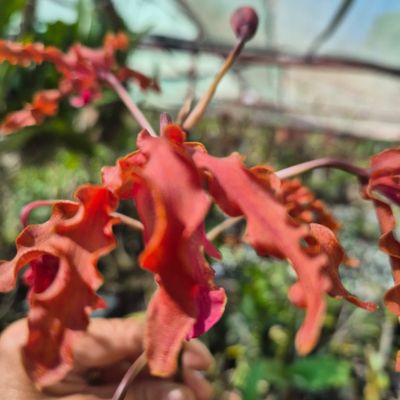 Schomburgkia curls Schomburgkia curls