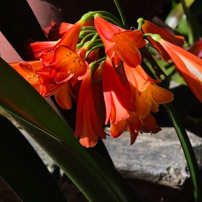 Clivia Interspecific sunrise Clivia Interspecific sunrise