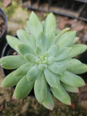 Sedeveria Blue Elf Sedeveria Blue Elf