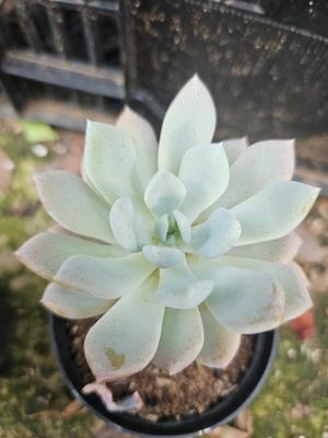 Graptoveria Opalina Graptoveria Opalina