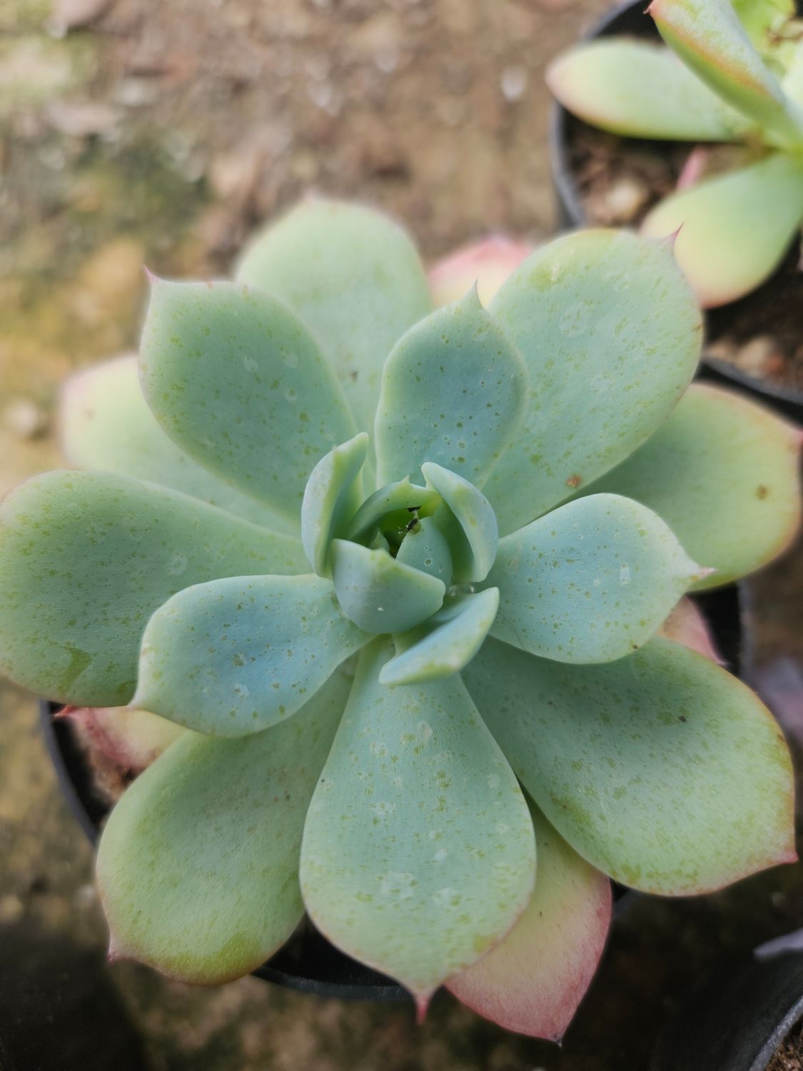 Echeveria Haageana