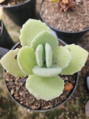 Kalanchoe Millotii Kalanchoe Millotii