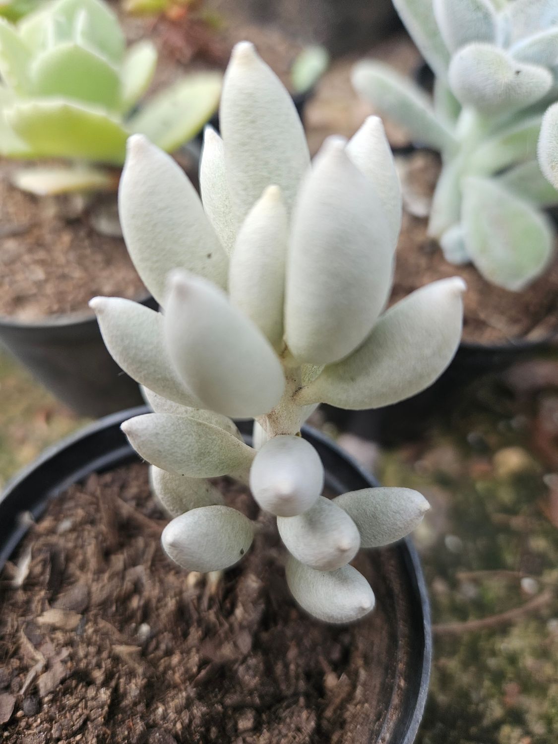 Senecio Haworthii (cocoon plant) Senecio Haworthii (cocoon plant)