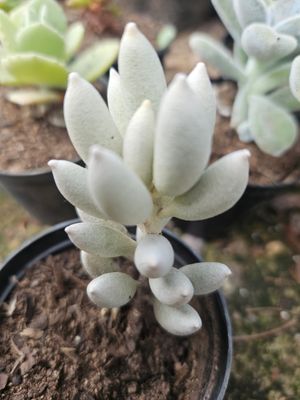 Senecio Haworthii (cocoon plant) Senecio Haworthii (cocoon plant)