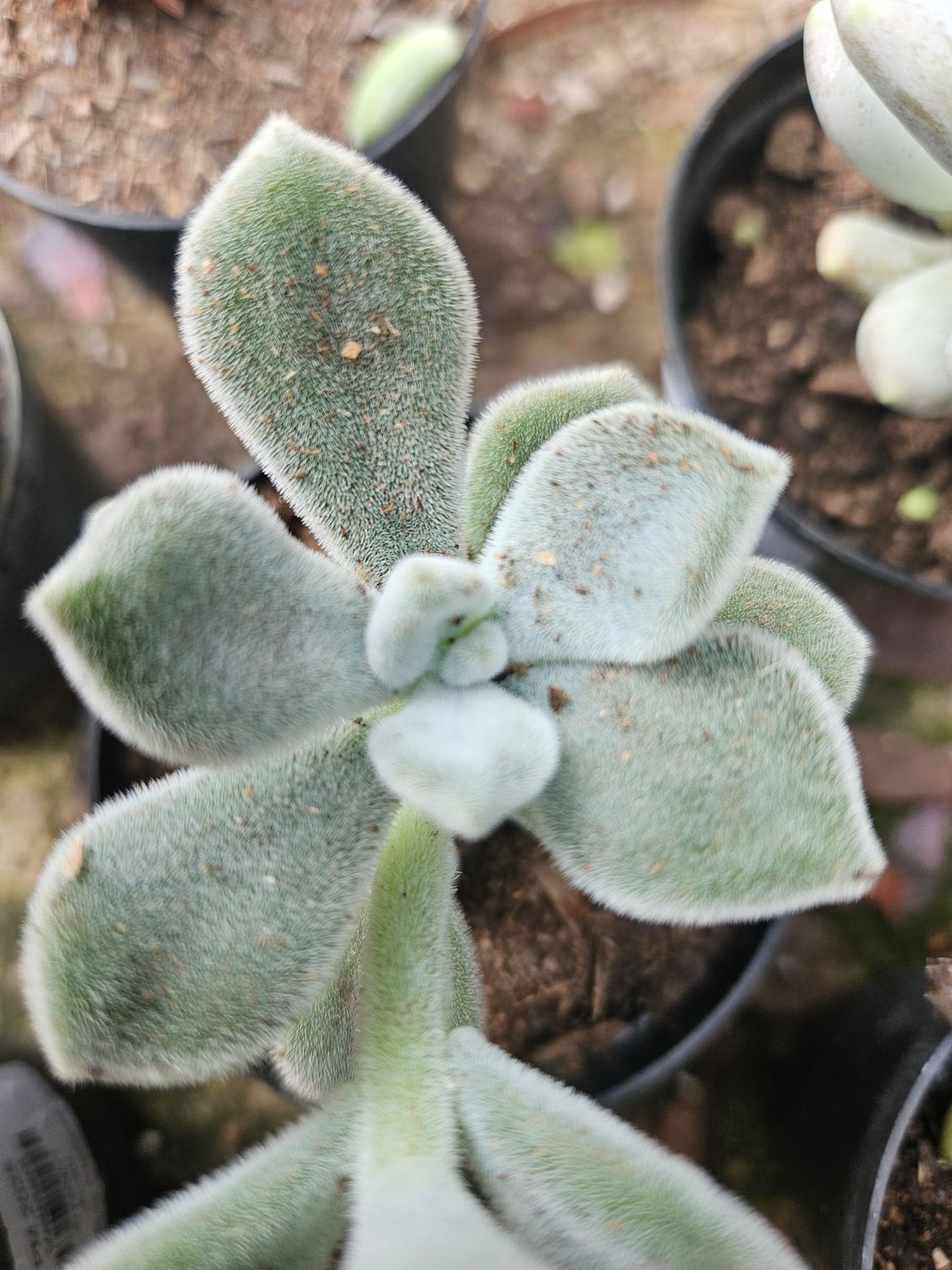 Echeveria Pulvinata 'frosty' Echeveria Pulvinata 'frosty'