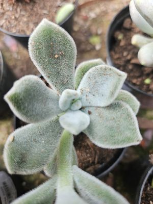 Echeveria Pulvinata 'frosty' Echeveria Pulvinata 'frosty'