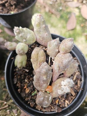 Stapelia Random