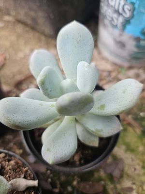 Pachyphytum Oviferum Pachyphytum Oviferum
