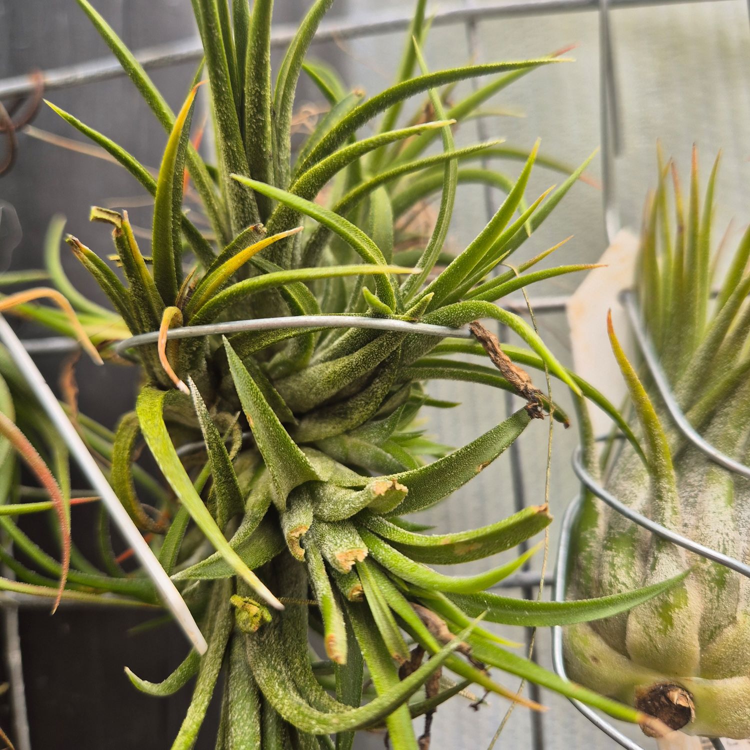 Tillandsia Rubra clumps Tillandsia Rubra clumps