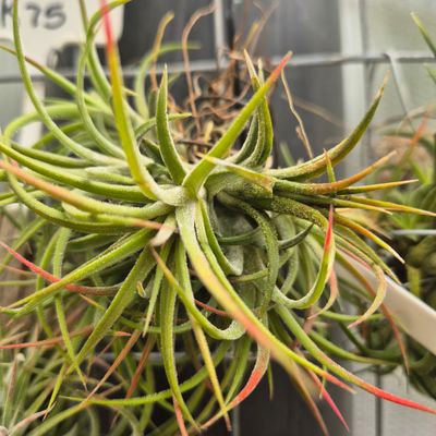 Tillandsia Rubra clumps