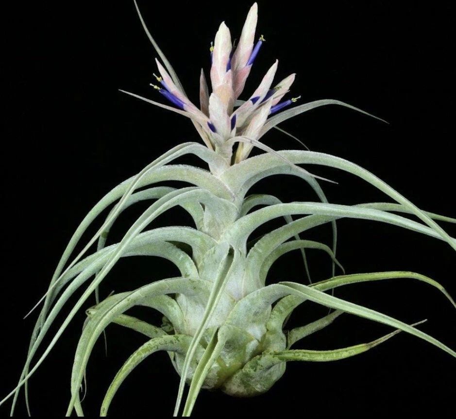 Tillandsia Ehlersiana Tillandsia Ehlersiana