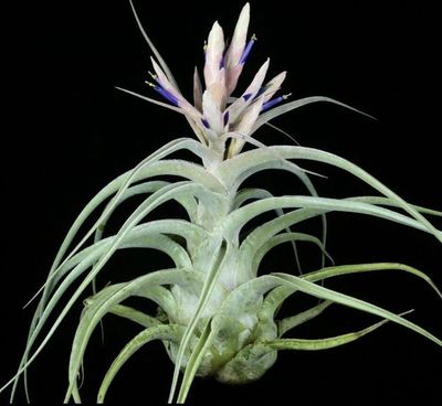 Tillandsia Ehlersiana Tillandsia Ehlersiana