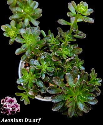 Aeonium Dwarf