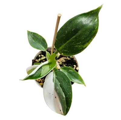 Philodendron White Princess (Random)