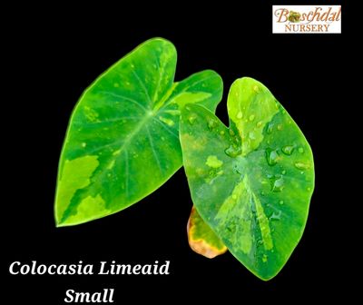 Colocasia Limeaid