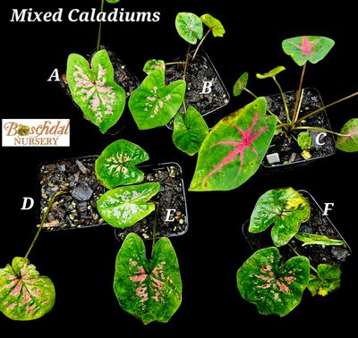 Mixed American Caladium (each) Mixed American Caladium (each)