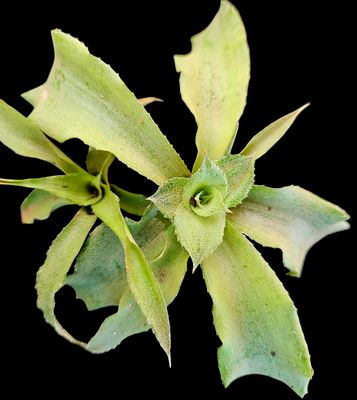 Cryptanthus (Miniature Bromeliad) Green