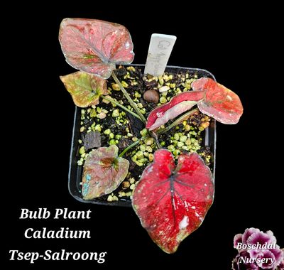 Caladium Tsep-Salroong from Indonesia Caladium Tsep-Salroong from Indonesia