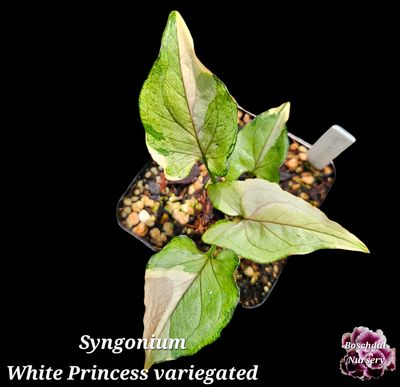 Syngonium White Princess Variegated Syngonium White Princess Variegated