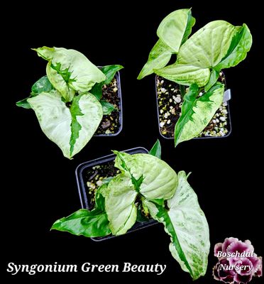 Syngonium Green Beauty Syngonium Green Beauty