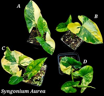 Syngonium Aurea Syngonium Aurea