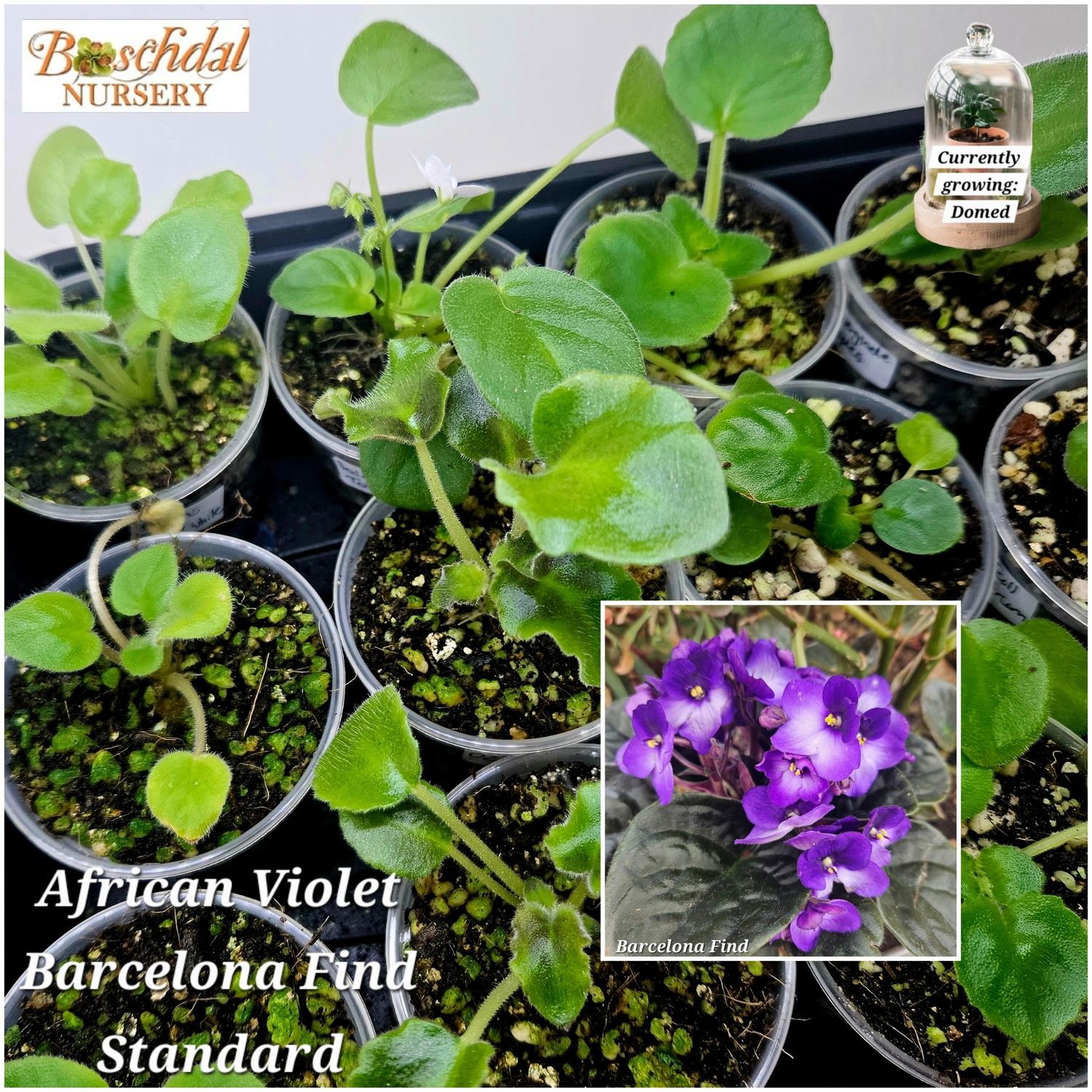 African Violet Barcelona Find Starter Plant African Violet Barcelona Find Starter Plant