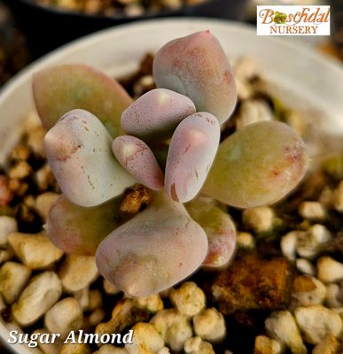 Pachyphytum Sugar Almond Pachyphytum Sugar Almond