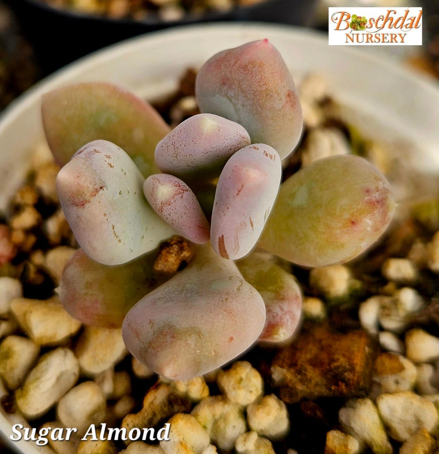 Pachyphytum Sugar Almond