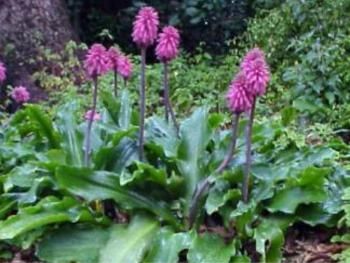Velthemia Bracteata