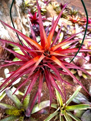 Tillandsia Capitata Red Coral Tillandsia Capitata Red Coral