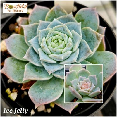 Echeveria Ice Jelly