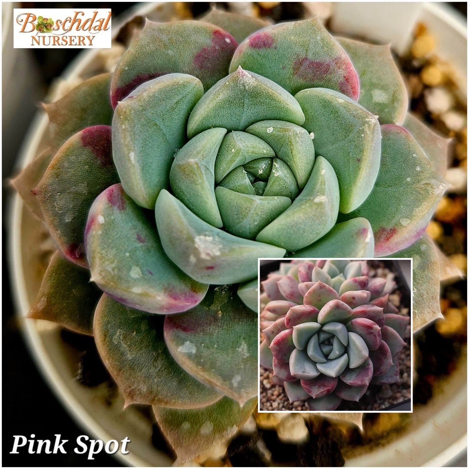 Echeveria Pink Spot Echeveria Pink Spot
