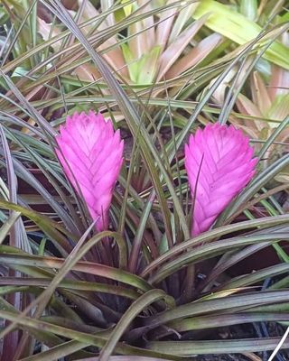 Tillandsia Cyanea Mini Tillandsia Cyanea Mini