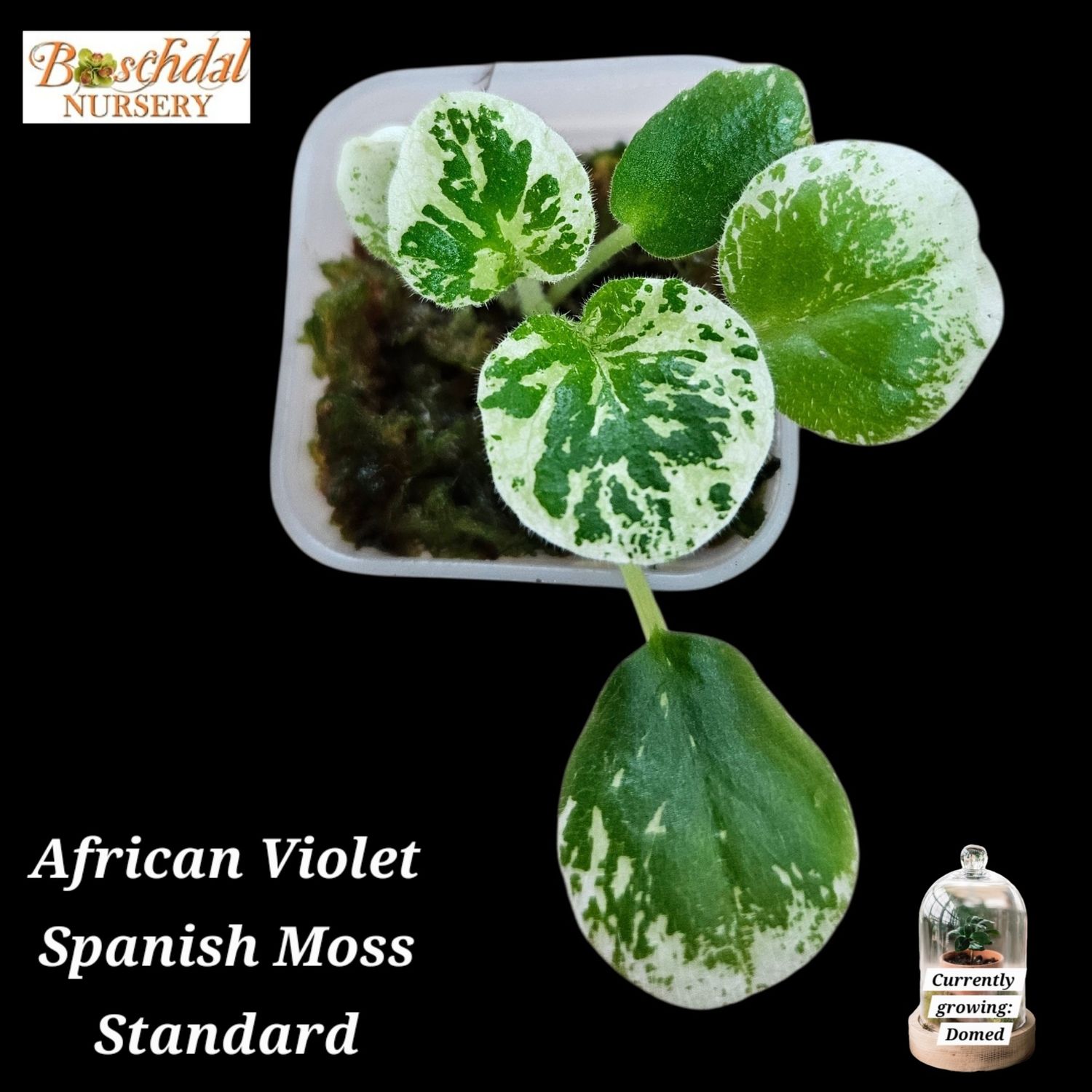 African Violet Spanish Moss Starter Plant African Violet Spanish Moss Starter Plant