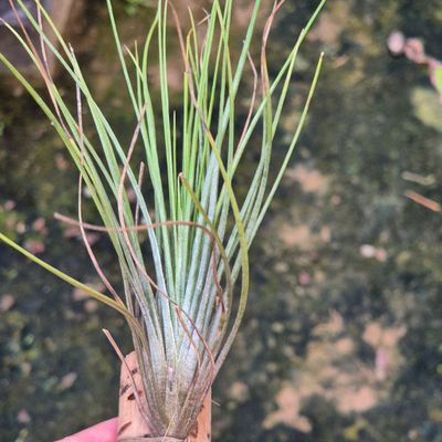 Tillandsia Setacea Tillandsia Setacea