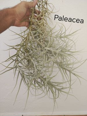 Tillandsia Paleacea Tillandsia Paleacea